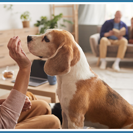 Home care and pets